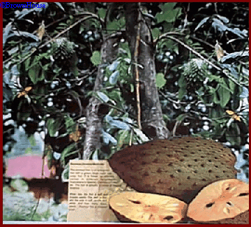 Soursop (Annona Muricata)